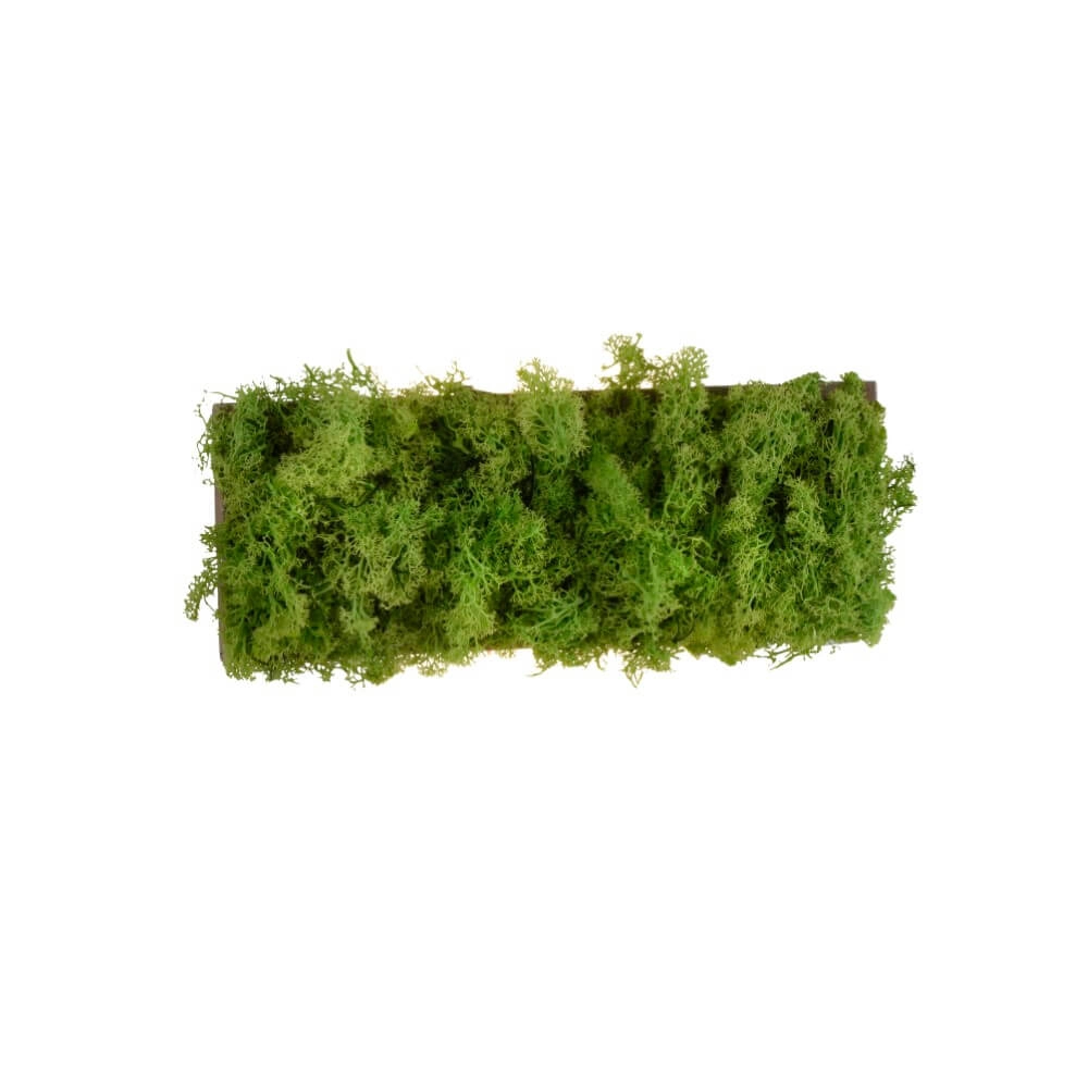 Rechteckige Deckenleuchte Green Carlo mit Moos Just Light 4043689994853
