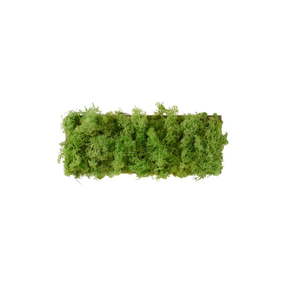 Rechteckige Deckenleuchte Green Carlo mit Moos Just Light 4043689994853