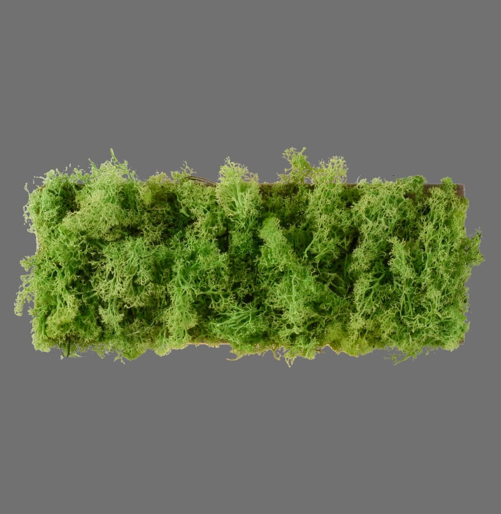 Rechteckige Deckenleuchte Green Carlo mit Moos Just Light 4043689994853
